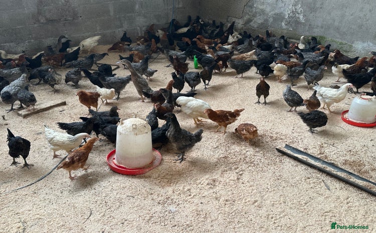 Chickens poultry - Advert 10