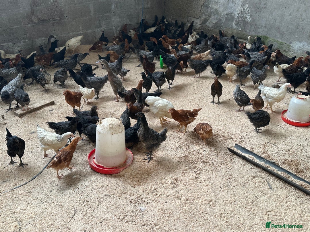 Chickens poultry for sale: hybrid pullets - Image 1