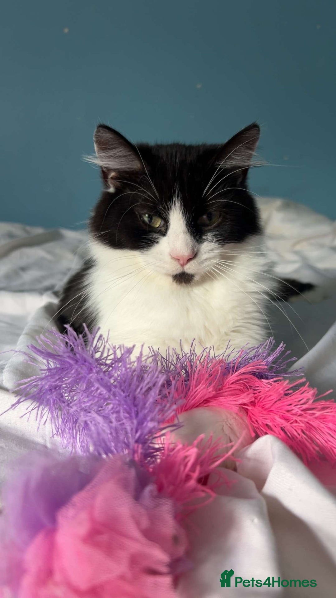 British Longhair cats for sale: British Longhair - Advert 1