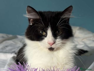 British Longhair cats British Longhair - Advert 4