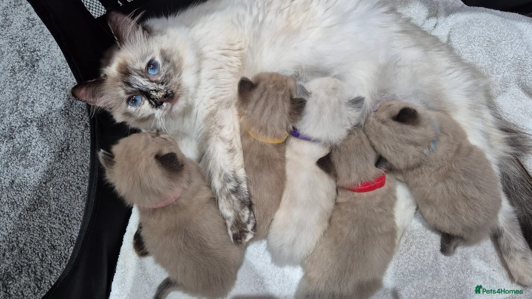Ragdoll cats for sale: Adorable Ragdoll Kittens for sale - Advert 2