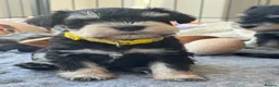 Miniature Schnauzer dogs for sale: 🐾 Miniature Schnauzer Puppies - Advert 13