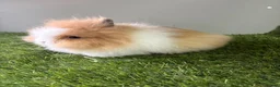 Lionhead rabbits for sale: Double mained lionheads ready now  - Advert 4