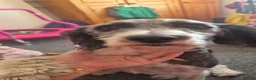 Mixed Breed dogs for sale: Rehome Needed - Advert 2