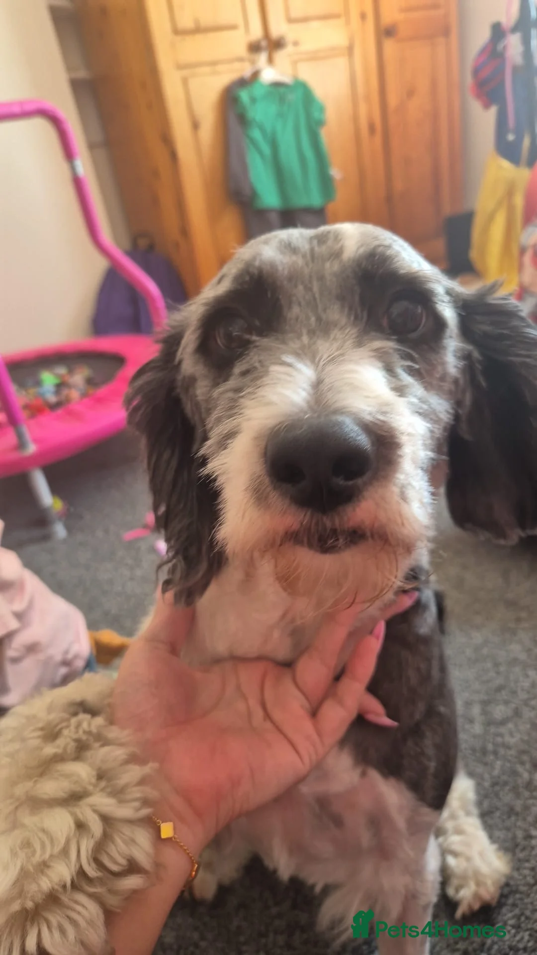 Mixed Breed dogs for sale: Rehome Needed - Advert 2