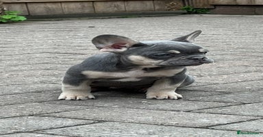 French Bulldog dogs - Advert 5