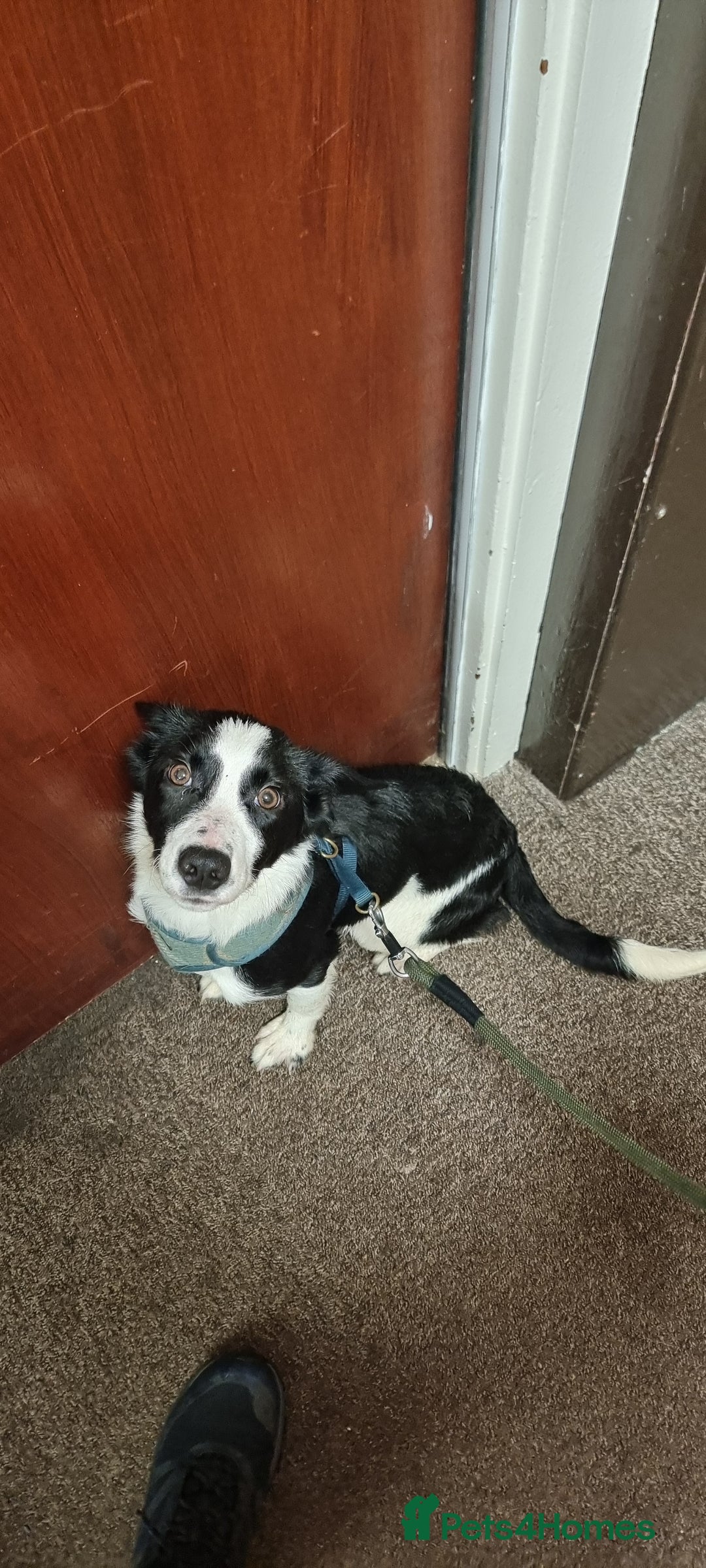 Sprollie dogs for sale: Wallace - Advert 2