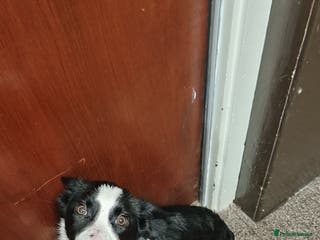 Sprollie dogs Wallace - Advert 1