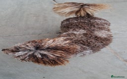 Cockapoo dogs for stud: cockapoo for stud merle DNA health tested, proven  in Bristol - Image 7