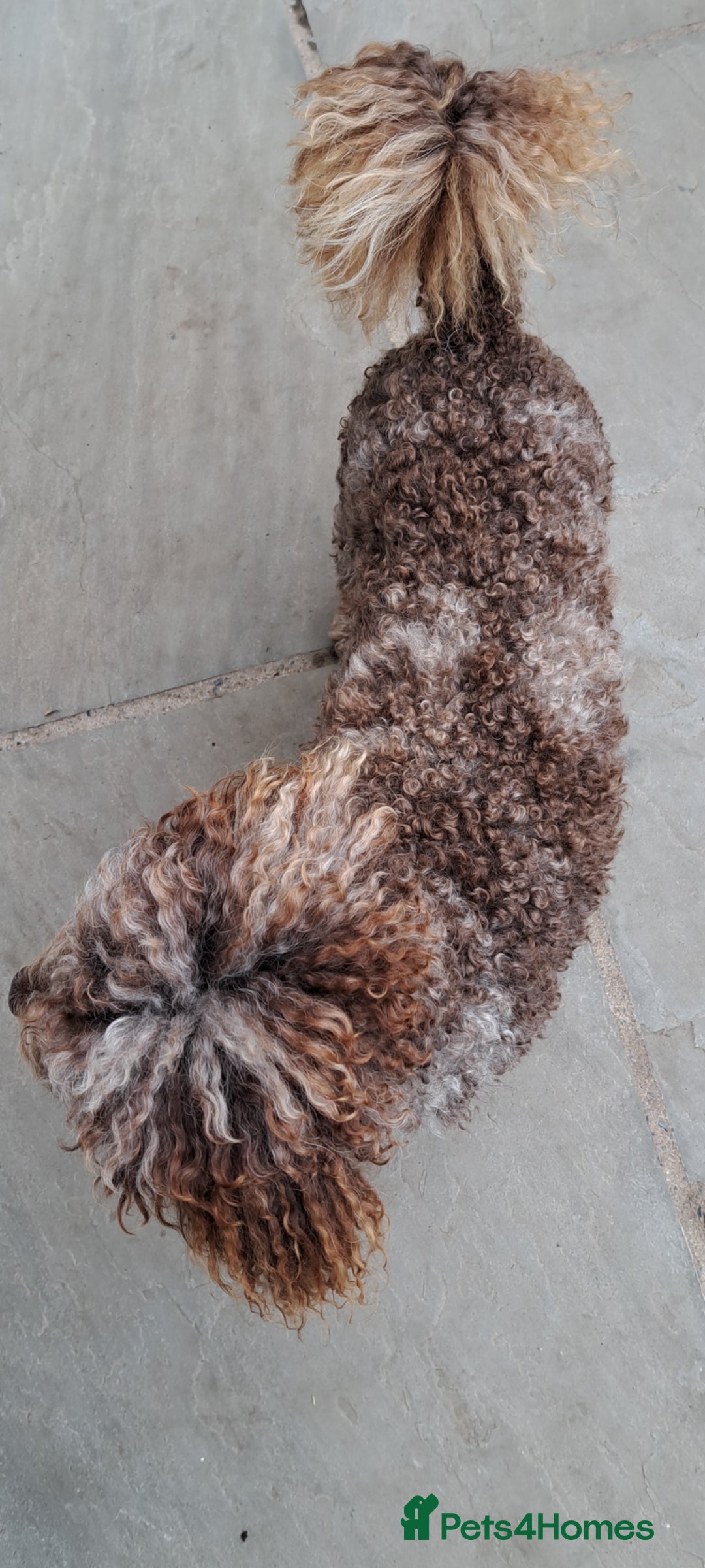 Cockapoo dogs for stud: cockapoo for stud merle DNA health tested, proven  in Bristol - Image 7