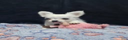 Chihuahua dogs for sale: Beautiful White long haired Chihuahua - Advert 7