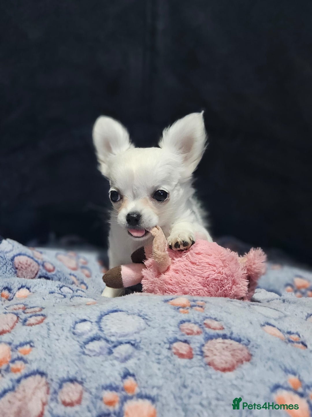 Chihuahua dogs for sale: Beautiful White long haired Chihuahua - Advert 7
