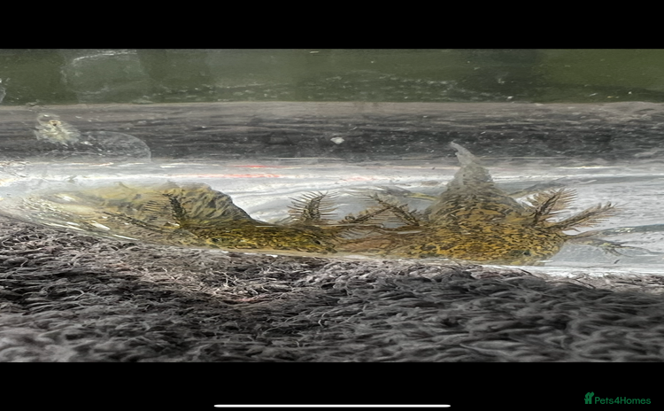 Axolotl reptiles - Advert 2