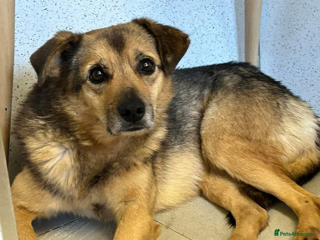 Mixed Breed dogs for adoption: Einstein - Norwich Norfolk  in Norwich - Image 15