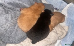 Pomeranian dogs for sale: CHAMPION KENNEL CLUB Pomeranian puppy orange black - Image 2