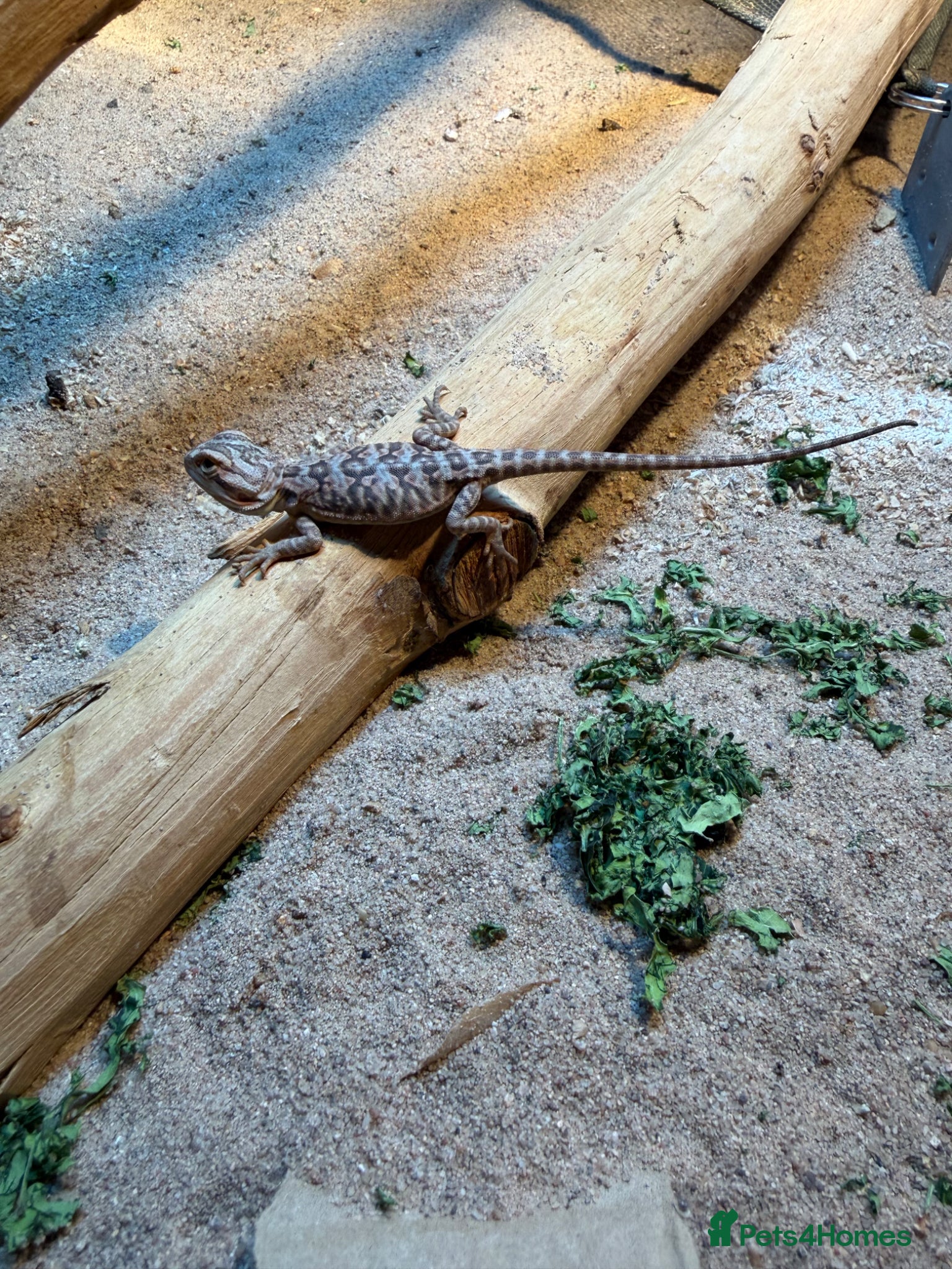 Bearded Dragon reptiles 3 stunning Baby beared dragons - Advert 13