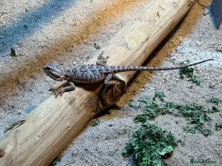 Bearded Dragon reptiles 3 stunning Baby beared dragons - Advert 13