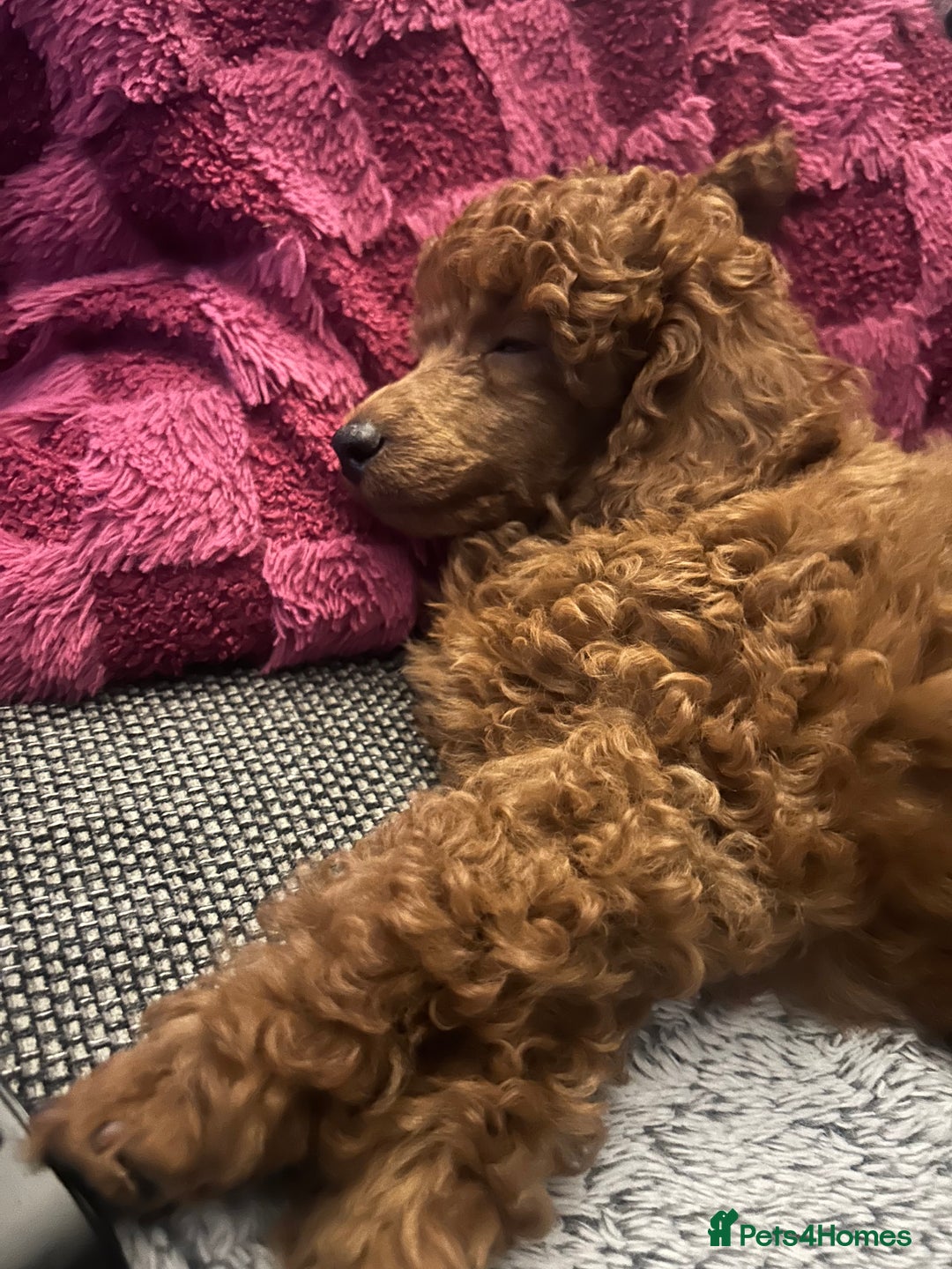 Miniature Poodle dogs for sale: Exceptional miniature poodle  - Advert 6