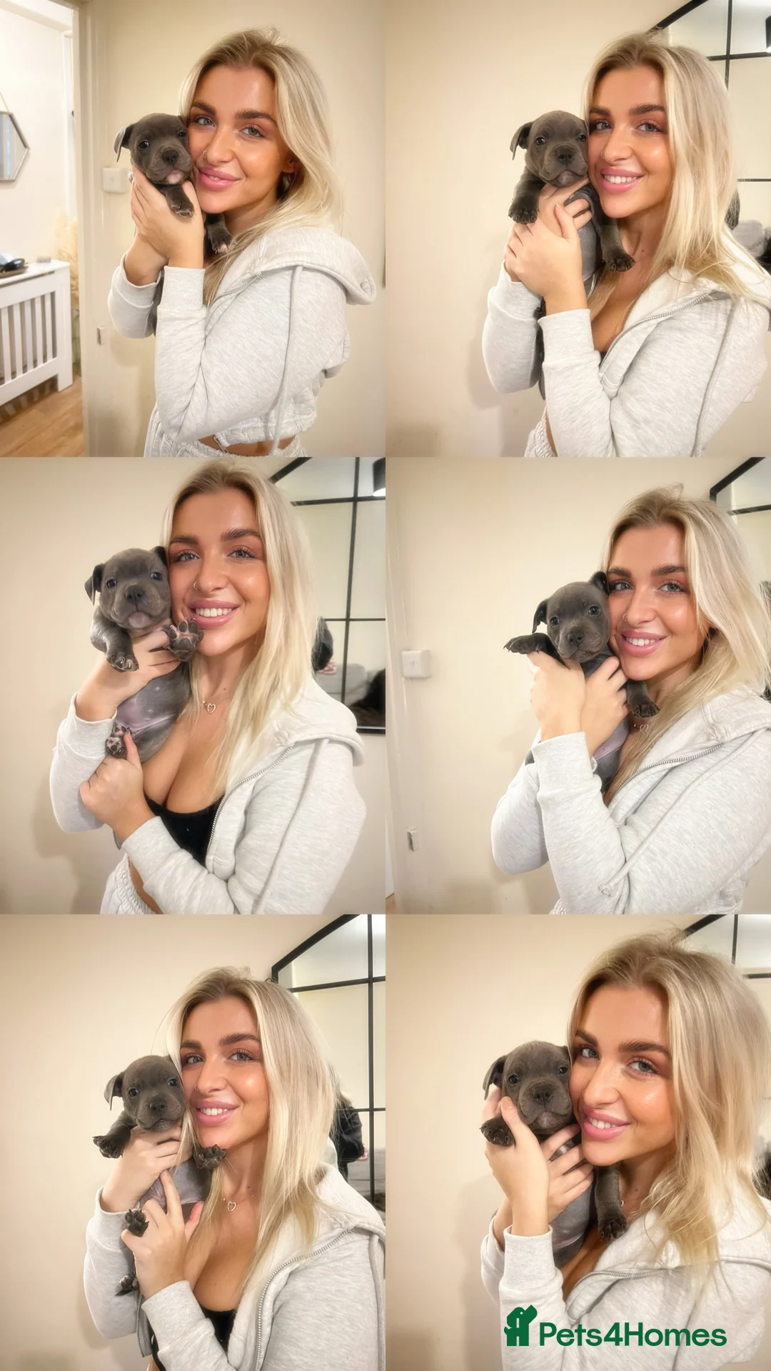 Staffordshire Bull Terrier dogs for sale: ONE GORGEOUS PURE BLUE BOY AVAILABLE  - Advert 7