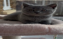 British Shorthair cats for sale: Chunky Pedigree British short hair kittens *ready* - Image 1