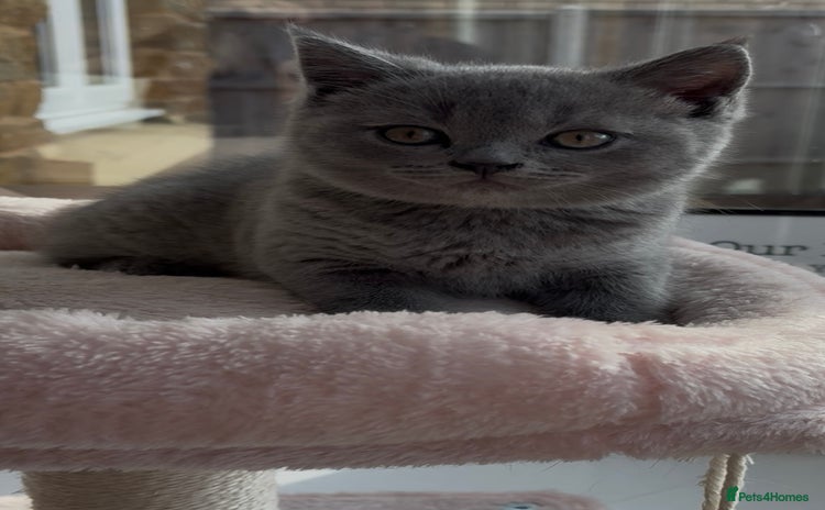 British Shorthair cats - Advert 4