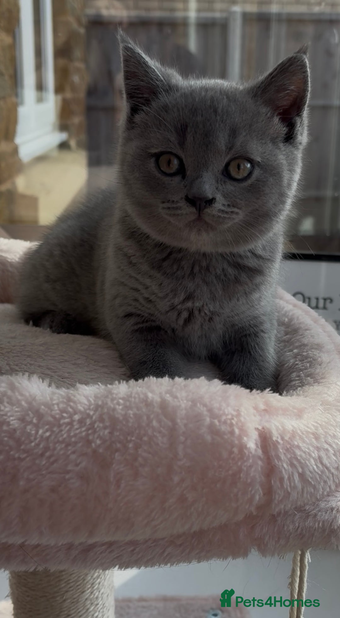 British Shorthair cats for sale: Chunky Pedigree British short hair kittens *ready* - Image 1