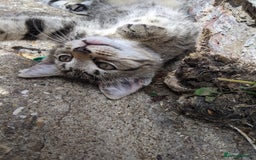 Mixed Breed cats for sale: Bigger kittens for rehoming - Image 3