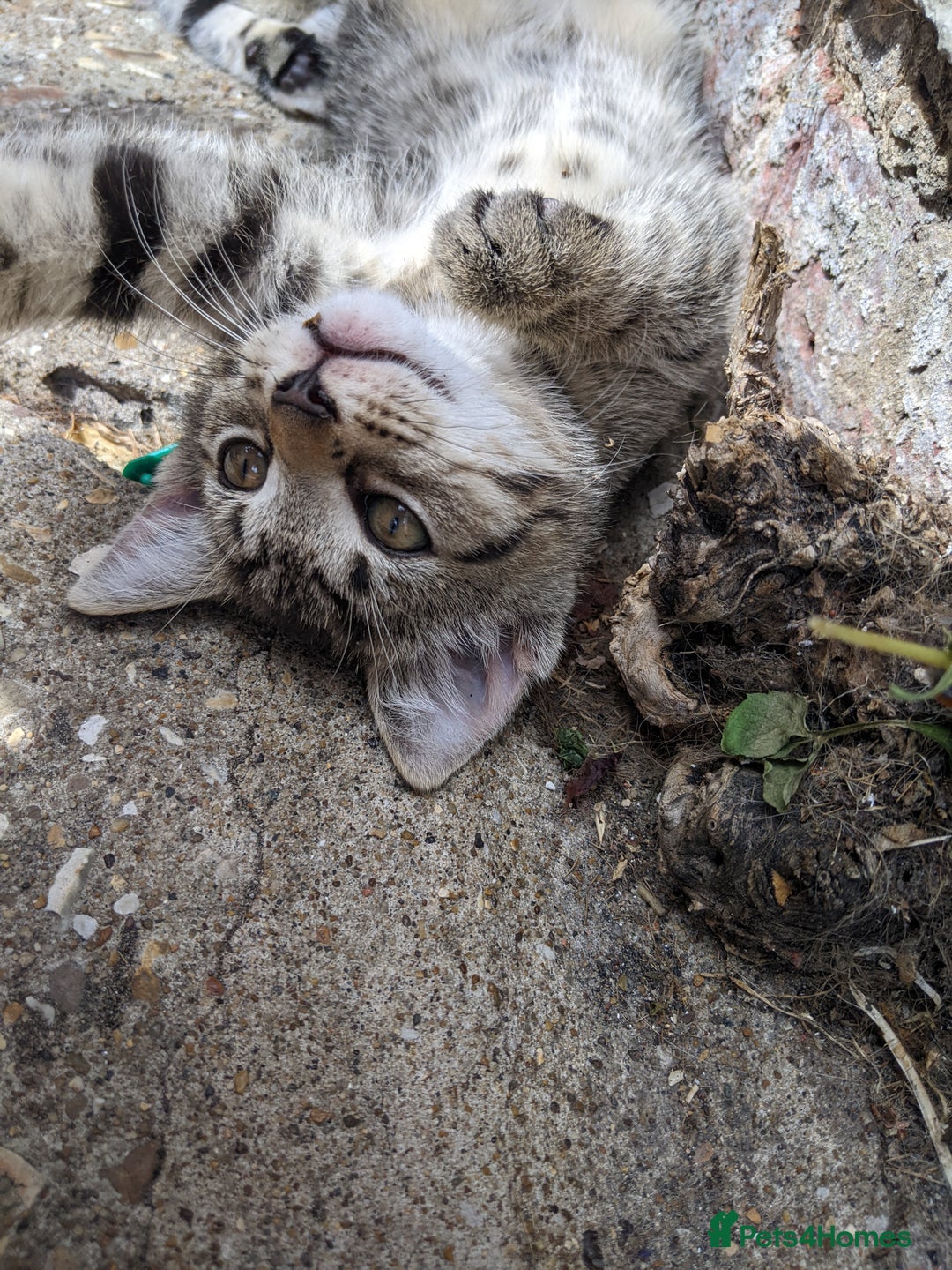 Mixed Breed cats for sale: Bigger kittens for rehoming - Image 3