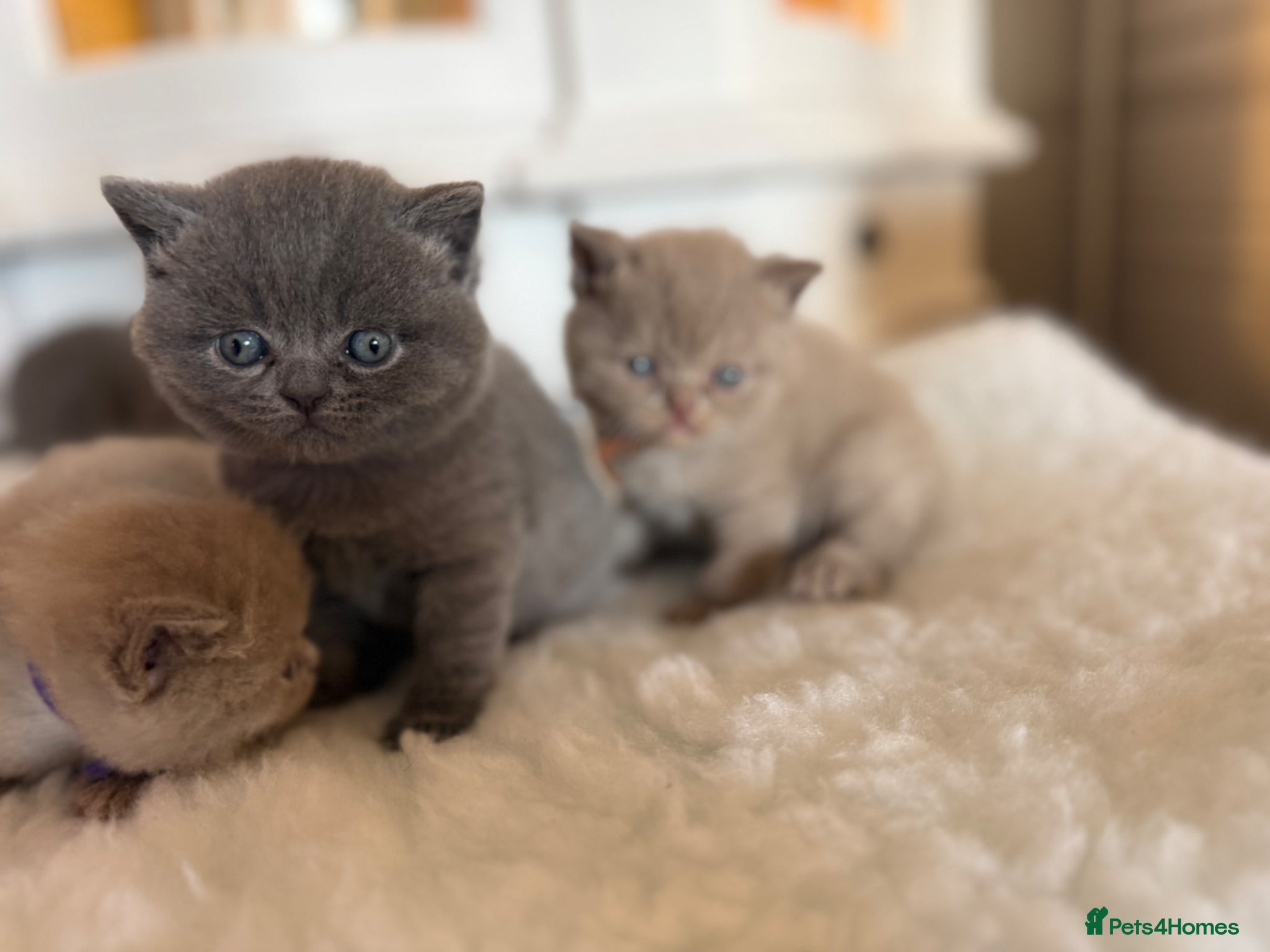 British Shorthair cats for sale: Beautiful British shorthair kittens  in Cardiff - Advert 8