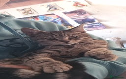 Bengal cats for sale: Mixed bengal kittens   - Advert 6