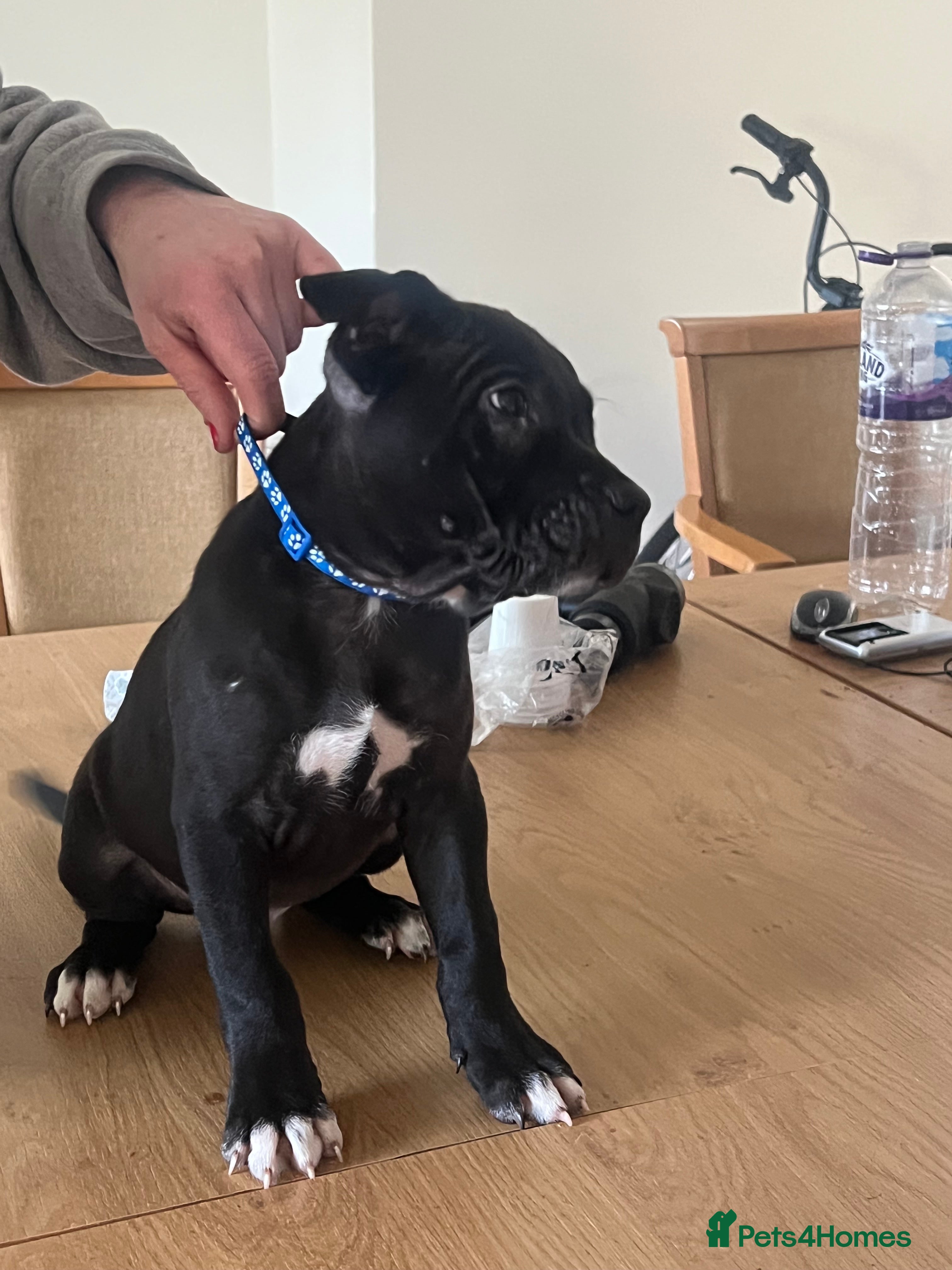 Mixed Breed dogs for sale:  Rare Brutale bloodline 🔥Staffyxhusky puppies 🔥 - Advert 34