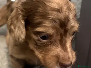 Miniature Dachshund dogs Beautiful long hair miniature dachshund pups - Advert 16