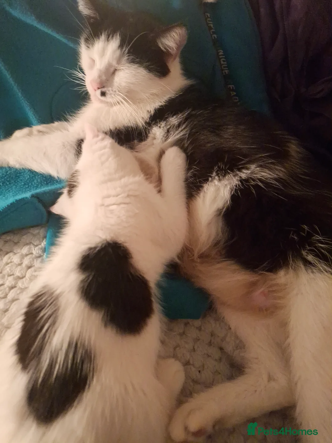 Mixed Breed cats for sale:  Mama looking for a home - Advert 6