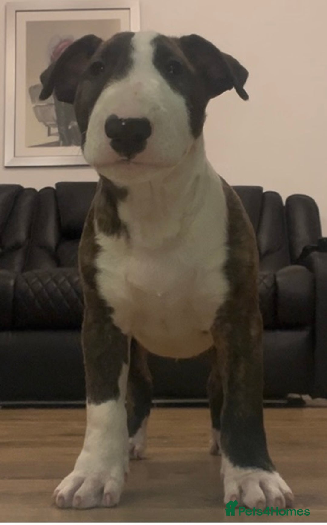 English Bull Terrier dogs for sale: English Bull Terrier pups - Image 2