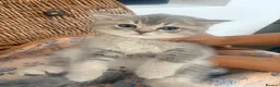 British Shorthair cats for sale: Cuteness overload♥️ British shorthair/chinchillas  - Advert 13