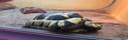 Tortoise reptiles for sale: Spur-thighted tortoise and full set up  - Advert 6