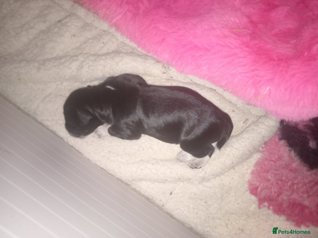Mixed Breed dogs for sale: Colliepoo x Brittany  - Image 2
