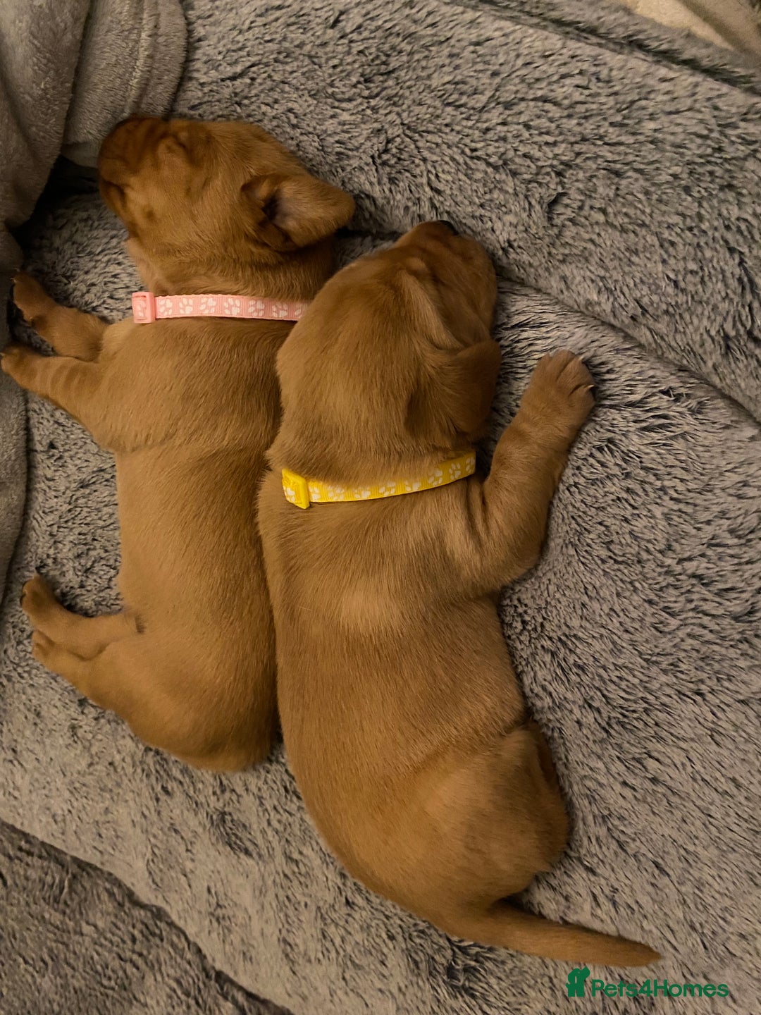 Labrador Retriever dogs for sale: Beautiful Fox Red Labrador KC Reg Puppies  - Advert 20