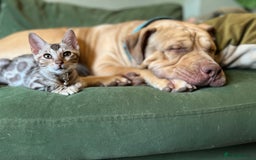 Bengal cats for sale: Beautiful Bengal Kittens Ready for Forever Homes - Image 37