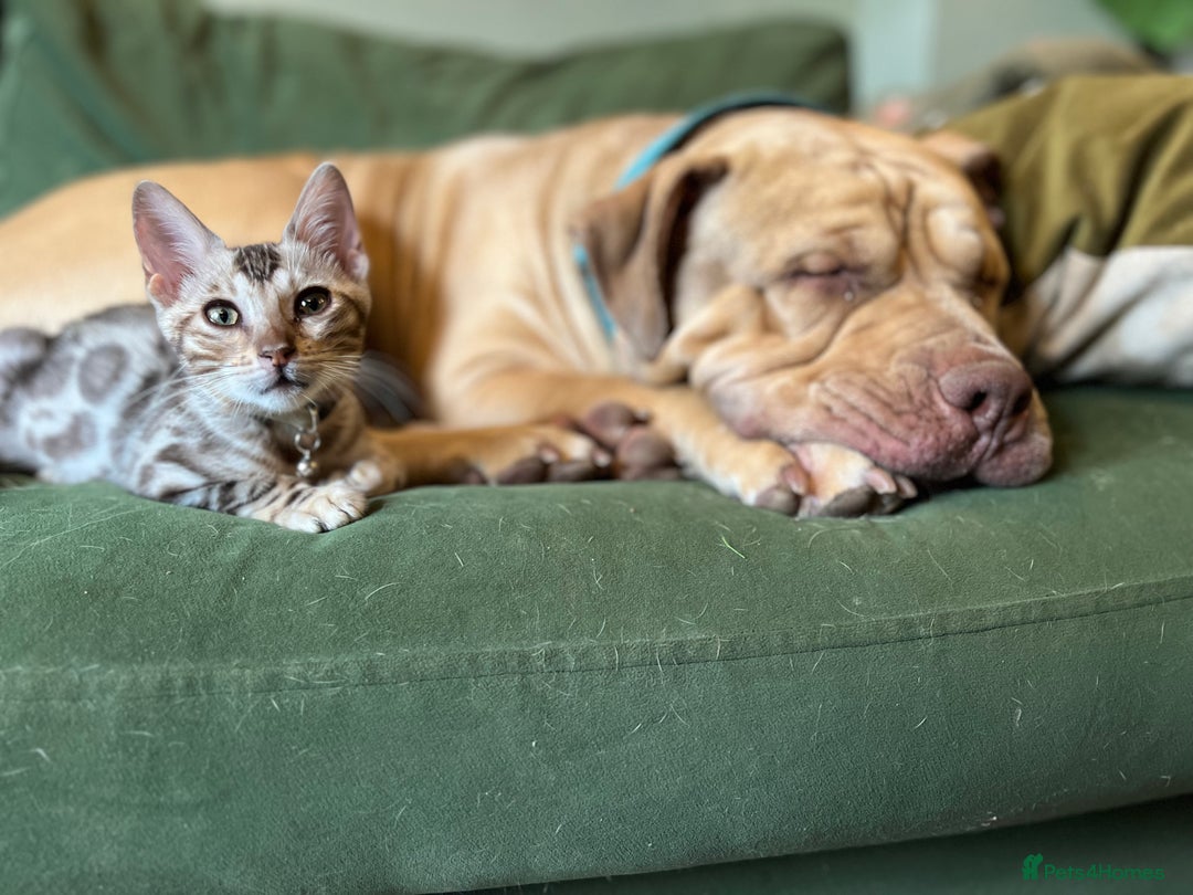Bengal cats for sale: Beautiful Bengal Kittens Ready for Forever Homes - Image 37