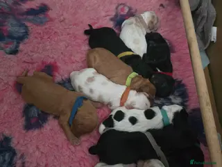 Cockapoo dogs Coming soon! - Advert 1