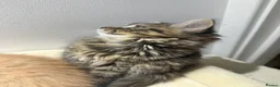 British Shorthair cats for sale: Maine coon Mix golden British short hair - Advert 5