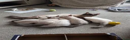 Ragdoll cats for sale: 5 ragdolls ready for their forever home - Advert 1