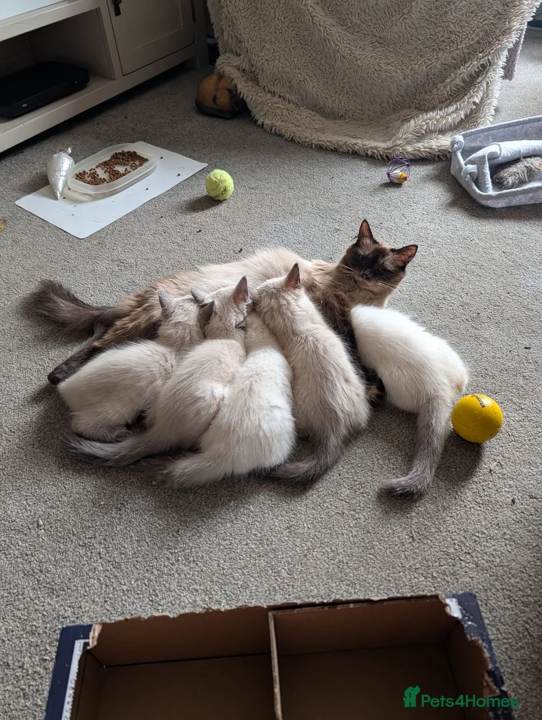 Ragdoll cats for sale: 5 ragdolls ready for their forever home - Advert 1
