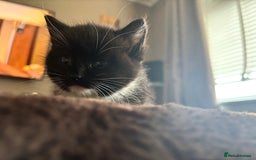 Mixed Breed cats for sale: Beautiful mixed breed kittens  - Image 4