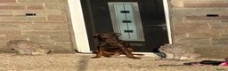 Dobermann dogs for sale: Beautiful family dobermans  - Advert 8