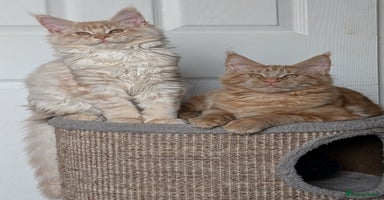 Maine Coon cats Tica registered Maine coon kittens - Advert 12