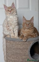 Maine Coon cats Tica registered Maine coon kittens - Advert 2
