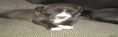 Female -Roxy 