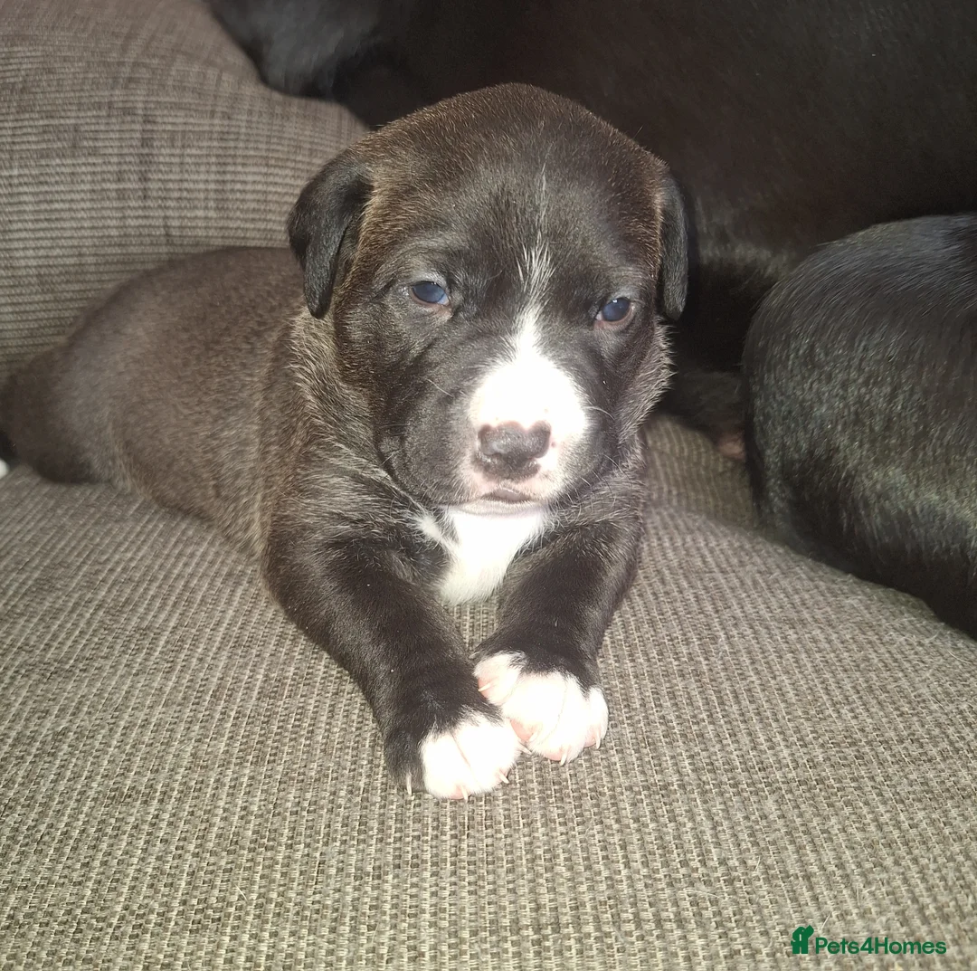 Mixed Breed dogs for sale: 2 mixed labrador pups for sale . in Canterbury - Advert 2